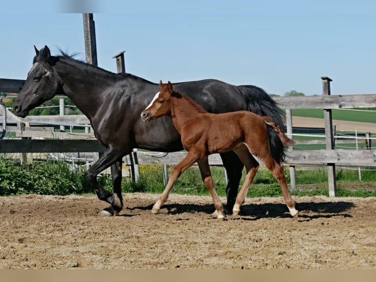 Deutsches Reitpony Hengst  in Adlkofen