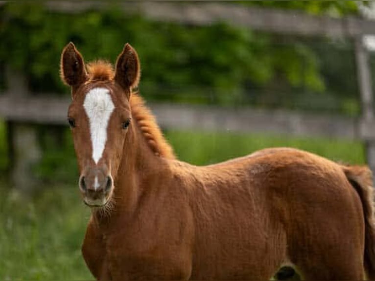 Deutsches Reitpony Hengst  in Adlkofen