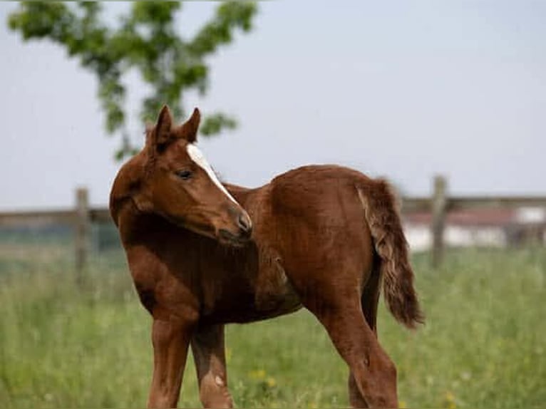 Deutsches Reitpony Hengst  in Adlkofen