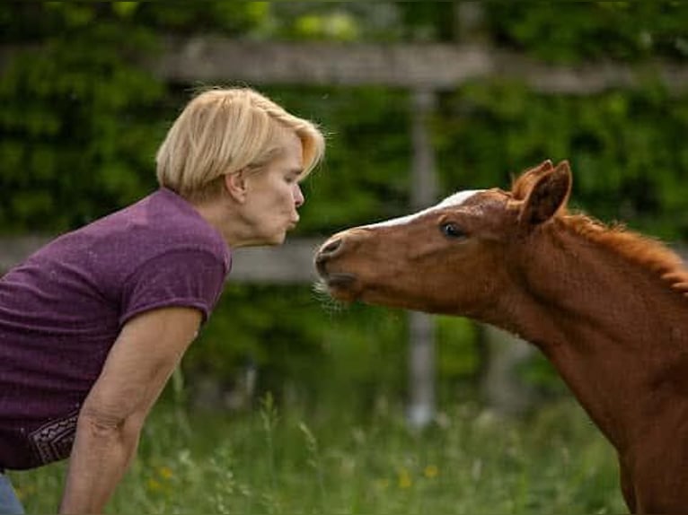 Deutsches Reitpony Hengst  in Adlkofen