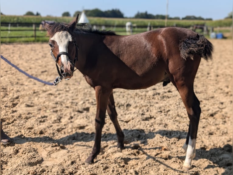 Deutsches Reitpony Hengst  in Goldenstedt