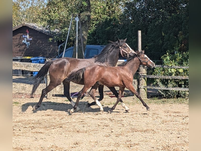 Deutsches Reitpony Hengst  in Goldenstedt