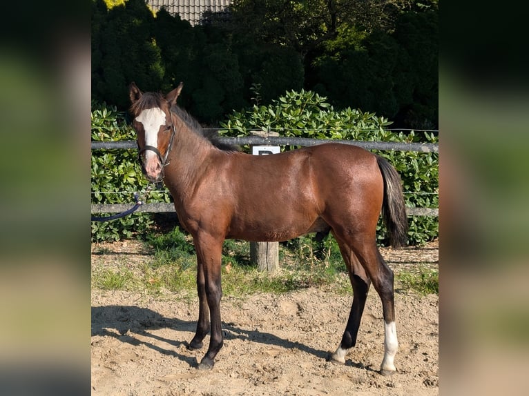 Deutsches Reitpony Hengst  in Goldenstedt