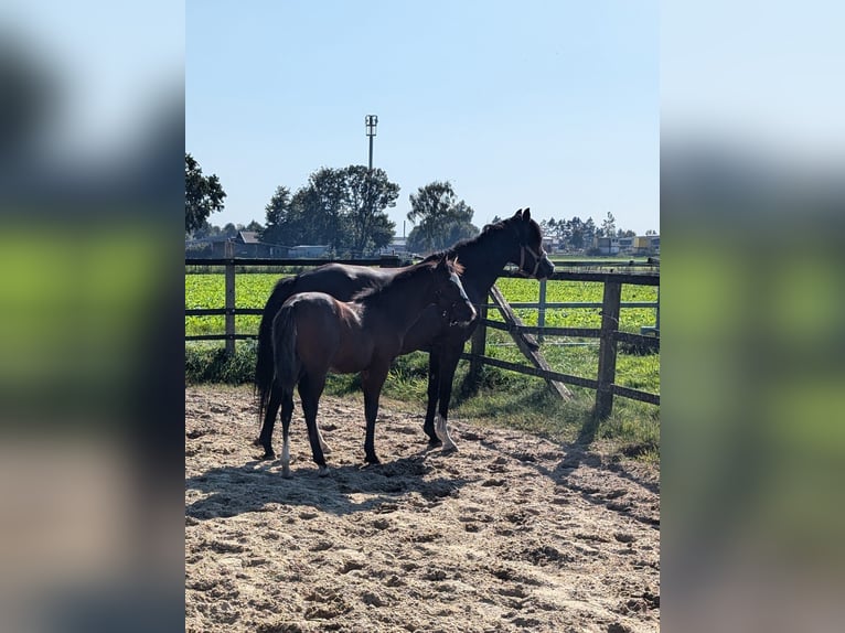 Deutsches Reitpony Hengst  in Goldenstedt