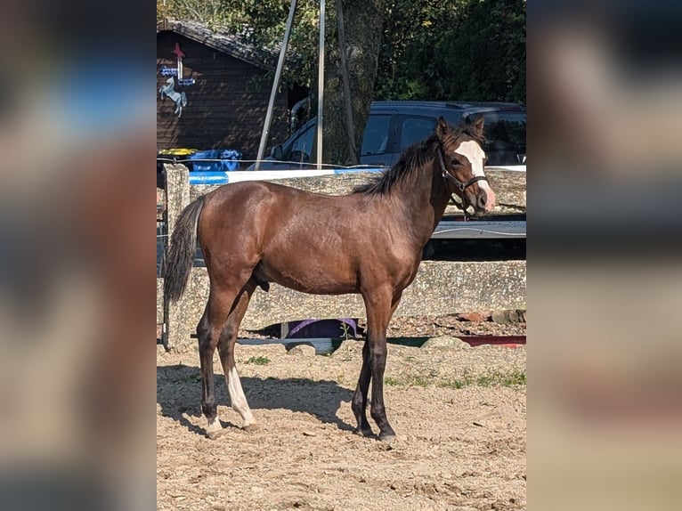 Deutsches Reitpony Hengst  in Goldenstedt