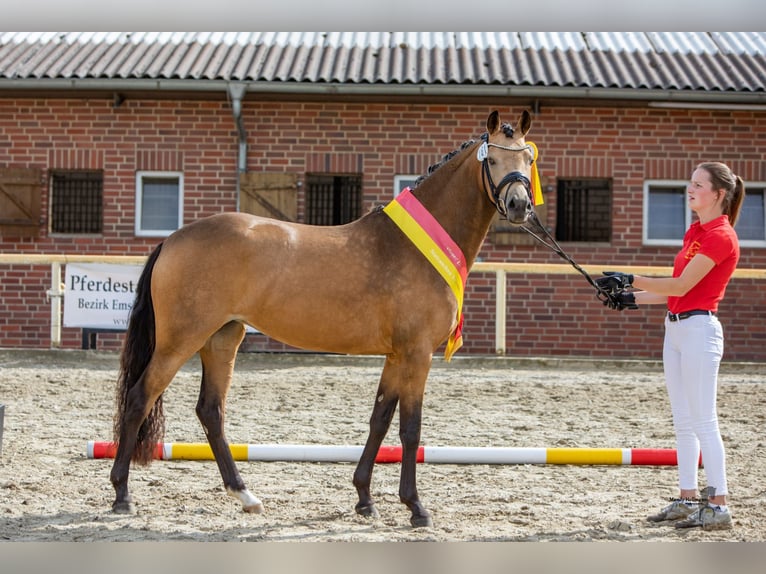 Deutsches Reitpony Hengst Fohlen (05/2025) in Neuenkirchen