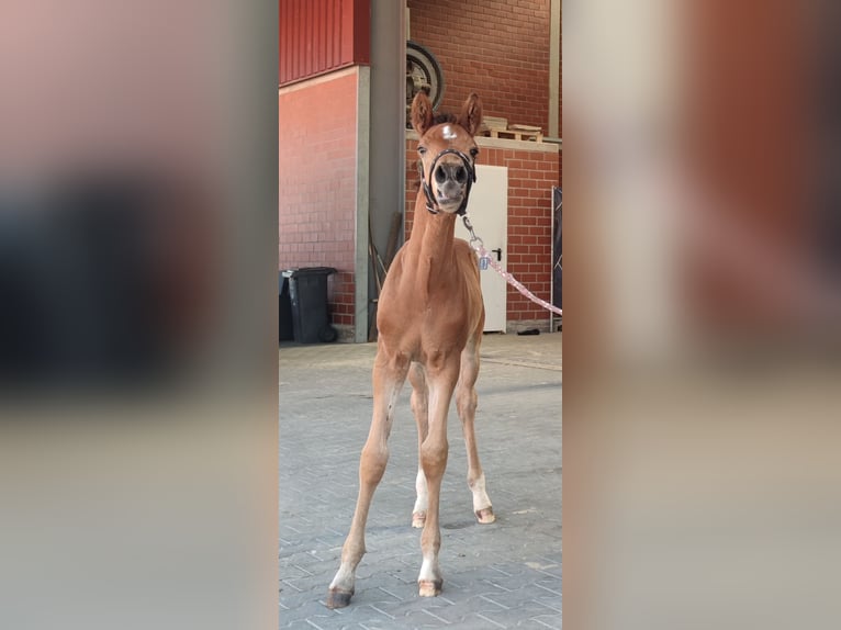Deutsches Reitpony Hengst Fohlen (05/2025) in Neuenkirchen