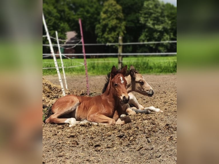 Deutsches Reitpony Hengst Fohlen (05/2025) in Neuenkirchen