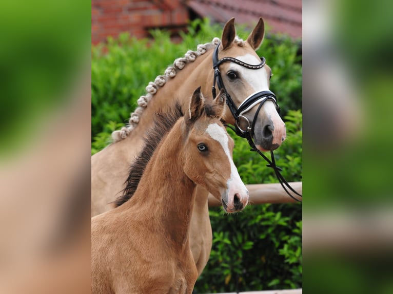 Deutsches Reitpony Hengst Fohlen (03/2026)  in Drebber