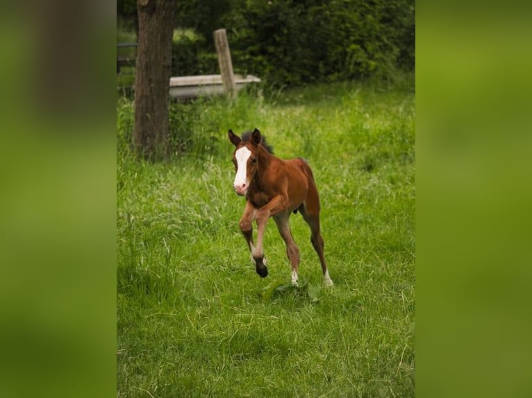 Deutsches Reitpony Hengst Fohlen (01/2025) in Moers
