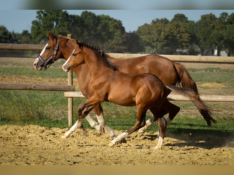 Deutsches Reitpony Hengst Fohlen (01/2025) in Moers