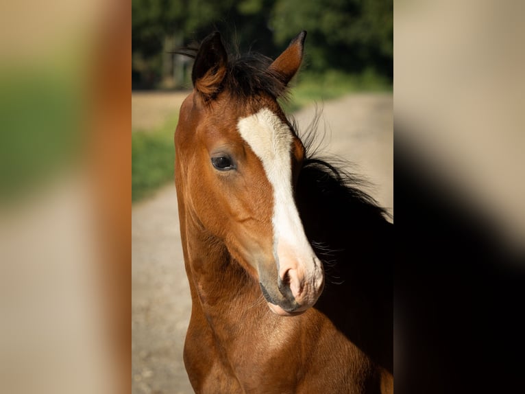 Deutsches Reitpony Hengst Fohlen (01/2025) in Moers