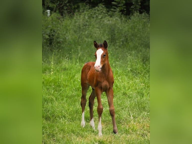 Deutsches Reitpony Hengst Fohlen (01/2025) in Moers