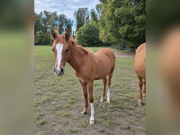 Deutsches Reitpony Hengst Fohlen (01/2026)  in Ahaus