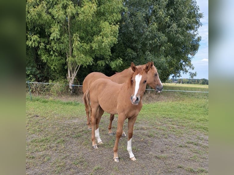 Deutsches Reitpony Hengst Fohlen (01/2026)  in Ahaus