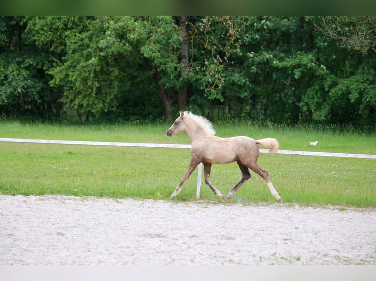 Deutsches Reitpony Hengst Fohlen (03/2026)  in Göttingen