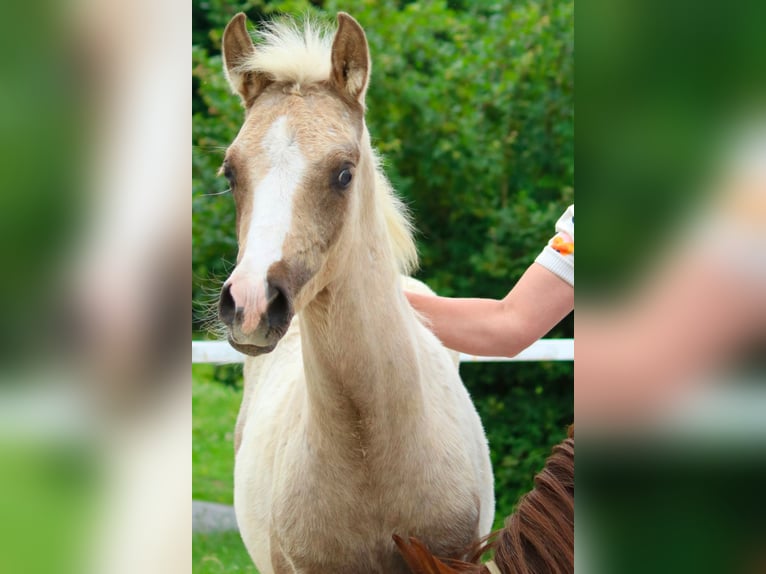 Deutsches Reitpony Hengst Fohlen (03/2026)  in Göttingen