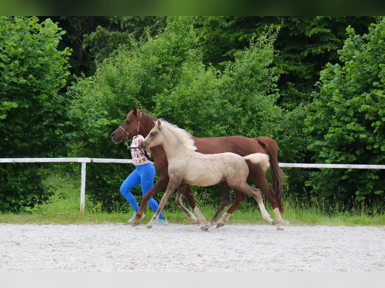 Deutsches Reitpony Hengst Fohlen (03/2026)  in Göttingen