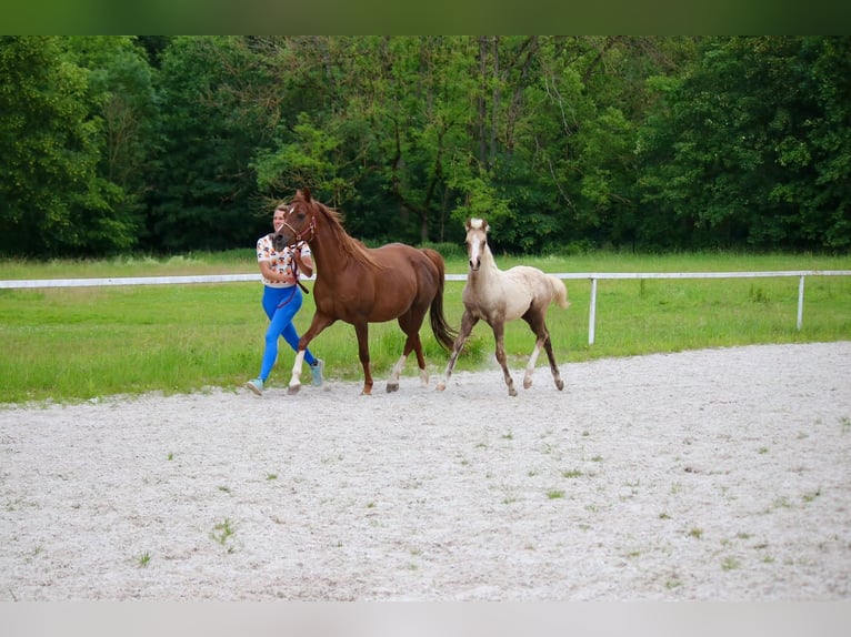 Deutsches Reitpony Hengst Fohlen (03/2026)  in Göttingen