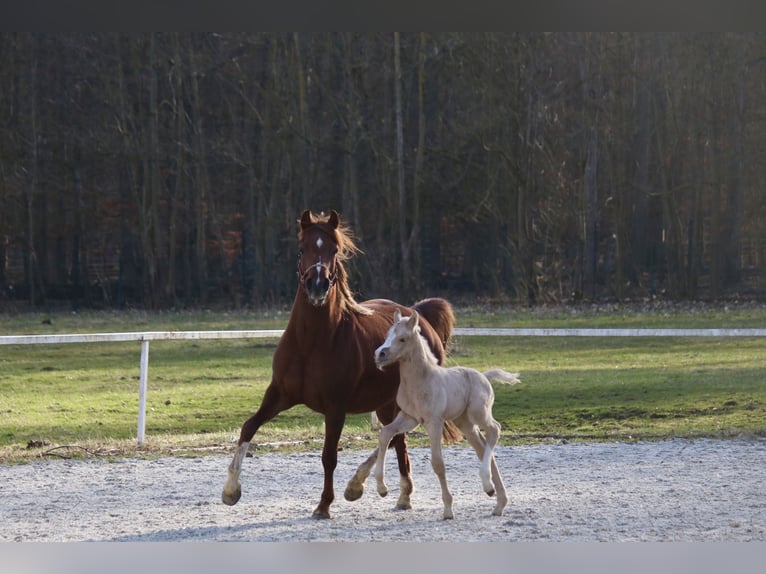 Deutsches Reitpony Hengst Fohlen (03/2026)  in Göttingen