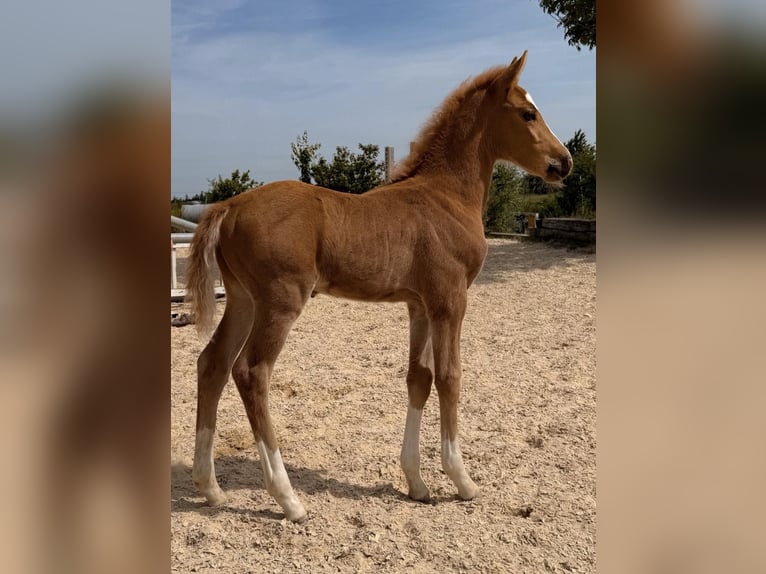 Deutsches Reitpony Hengst Fohlen (05/2026)  in Zangberg