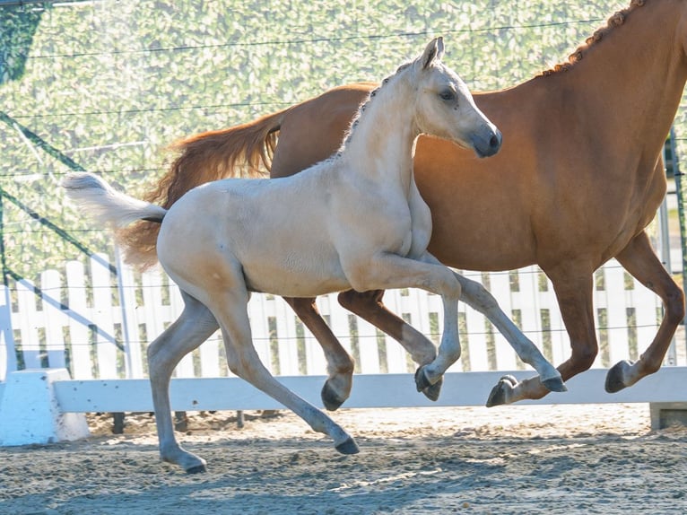 Deutsches Reitpony Hengst Fohlen (05/2026) Dunalino in Mnster-Handorf