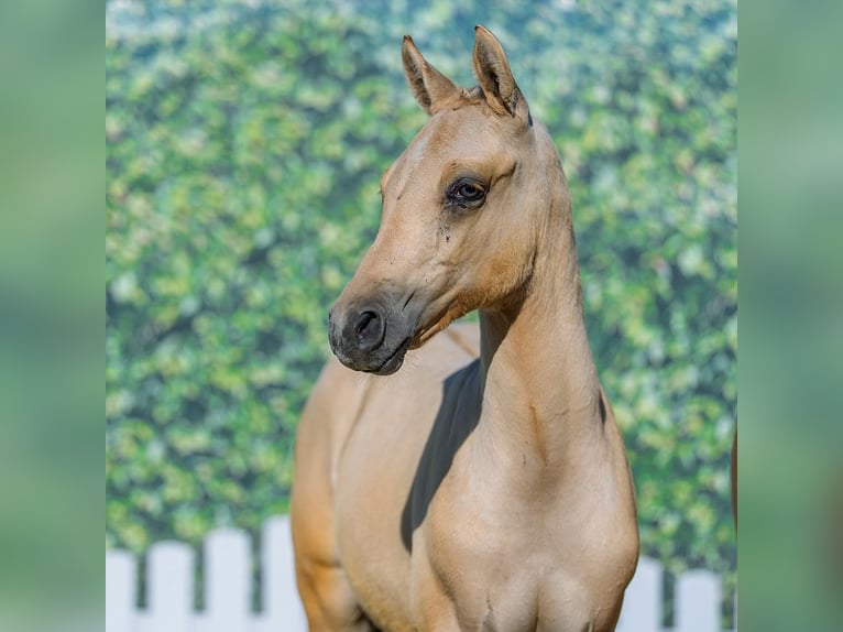 Deutsches Reitpony Hengst Fohlen (05/2026) Dunalino in Mnster-Handorf