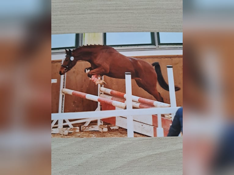 Deutsches Reitpony Hengst  Dunkelbrauner in Bersteland Freiwalde