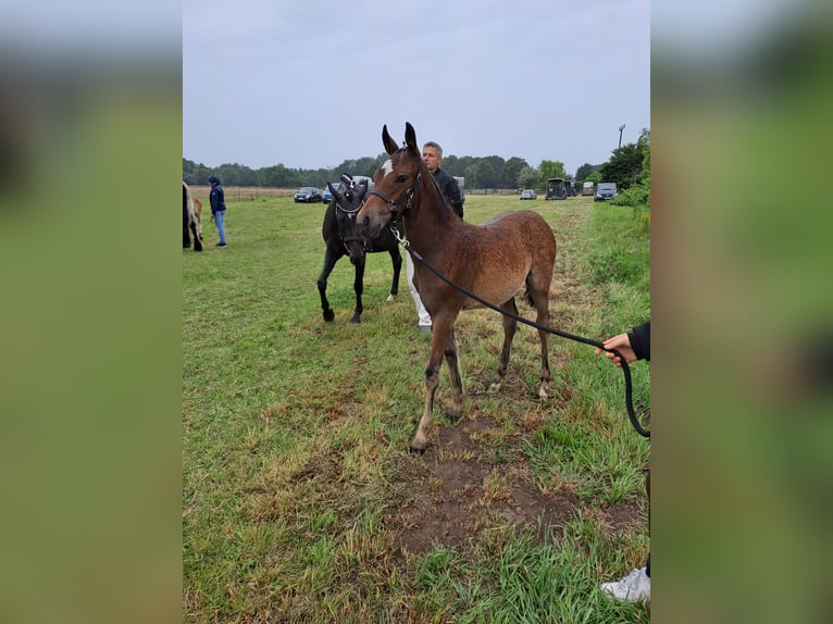 Deutsches Reitpony Hengst  Dunkelbrauner in Bersteland Freiwalde