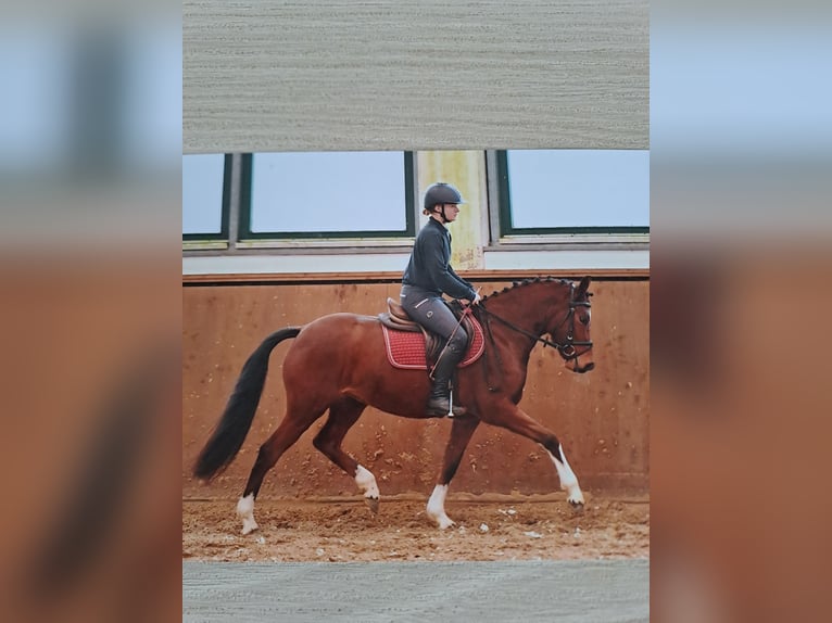 Deutsches Reitpony Hengst  Dunkelbrauner in Bersteland Freiwalde