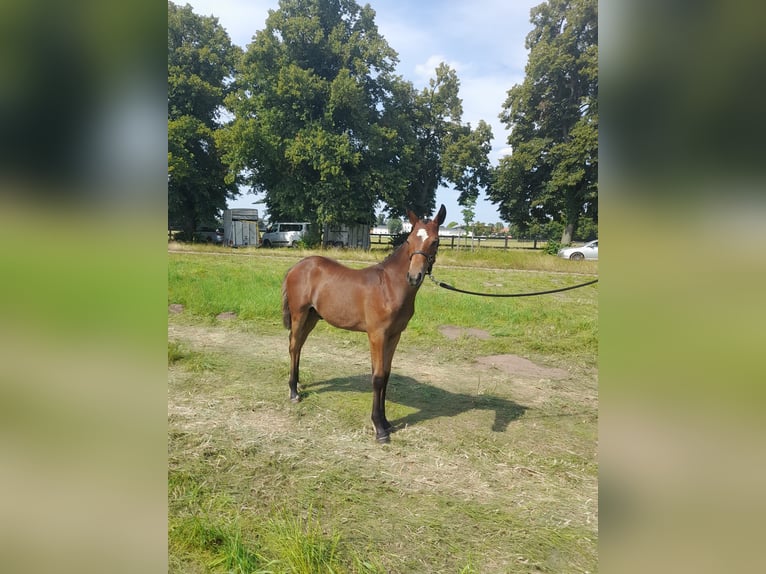 Deutsches Reitpony Hengst  Dunkelbrauner in Bersteland Freiwalde