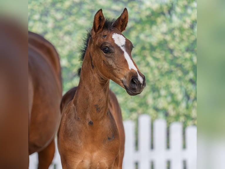 Deutsches Reitpony Hengst Fohlen (05/2026) Dunkelbrauner in Mnster-Handorf