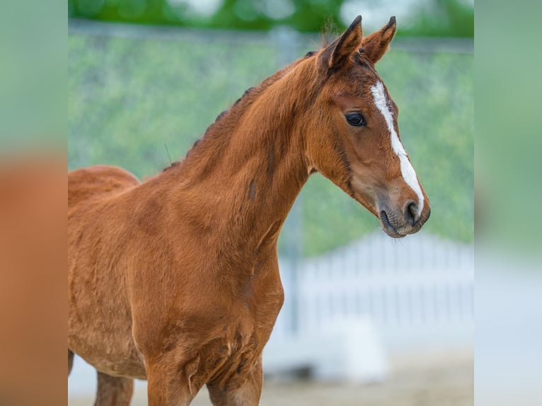 Deutsches Reitpony Hengst Fohlen (03/2026) Dunkelbrauner in Mnster-Handorf