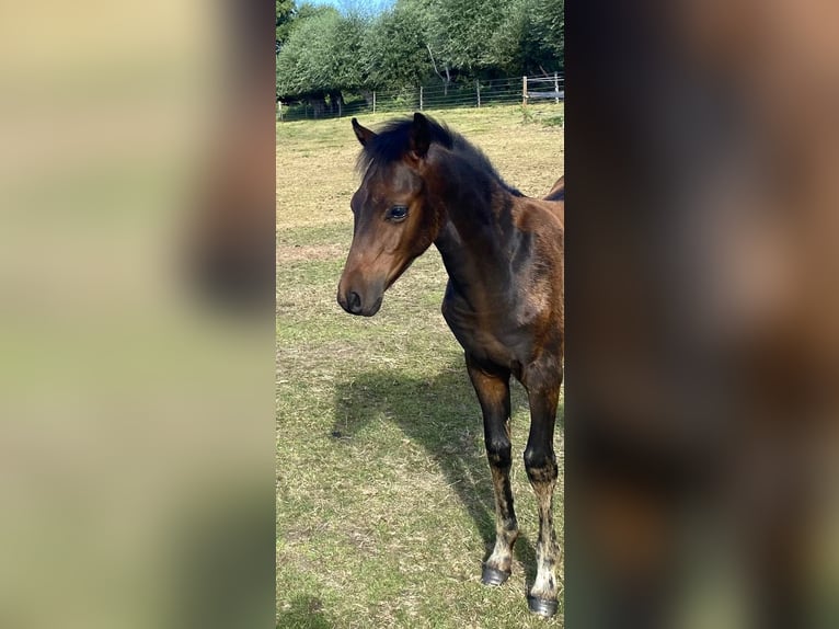 Deutsches Reitpony Hengst Fohlen (04/2026) Dunkelbrauner in Burgwedel