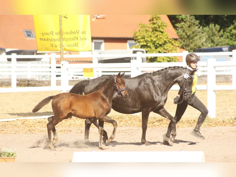 Deutsches Reitpony Hengst Fohlen (04/2026) Dunkelbrauner in Burgwedel