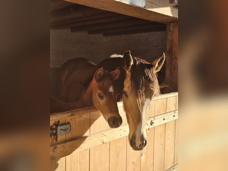 Deutsches Reitpony Hengst  Dunkelbrauner in Erwitte