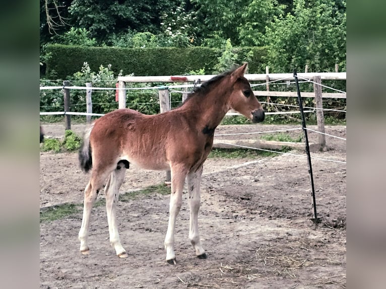 Deutsches Reitpony Hengst  Dunkelbrauner in Erwitte