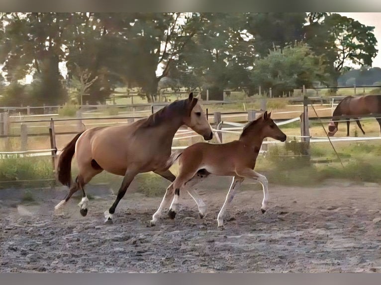 Deutsches Reitpony Hengst  Dunkelbrauner in Erwitte