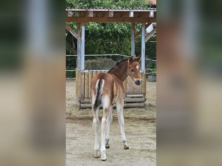 Deutsches Reitpony Hengst  Dunkelbrauner in Erwitte