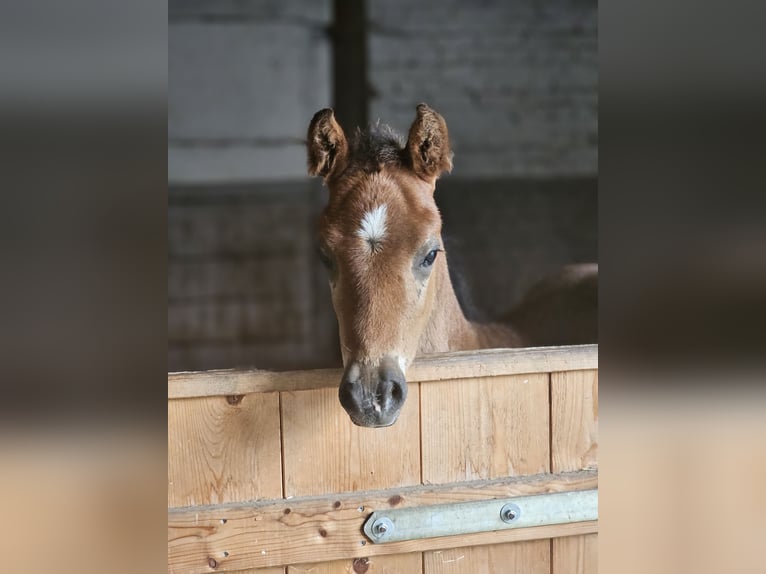 Deutsches Reitpony Hengst  Dunkelbrauner in Erwitte