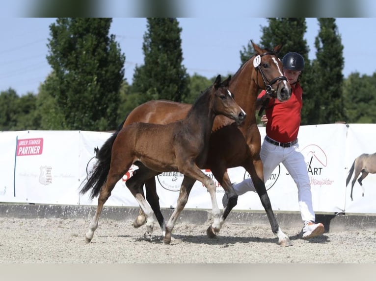 Deutsches Reitpony Hengst  Dunkelbrauner in Twistetal