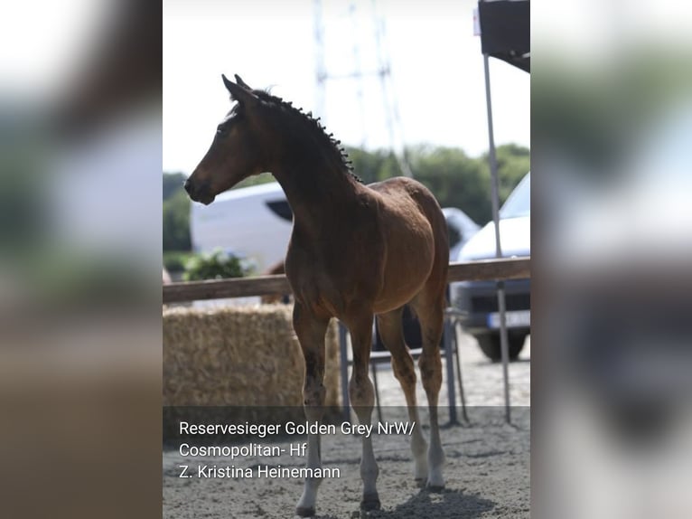 Deutsches Reitpony Hengst  Dunkelbrauner in Twistetal