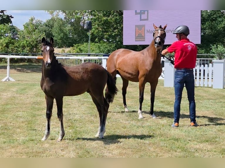 Deutsches Reitpony Hengst  Dunkelbrauner in Twistetal
