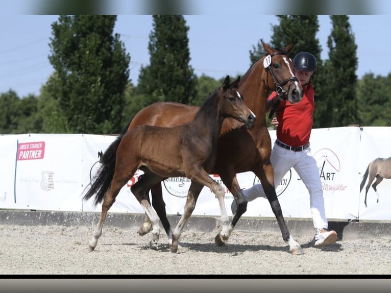 Deutsches Reitpony Hengst  Dunkelbrauner in Twistetal
