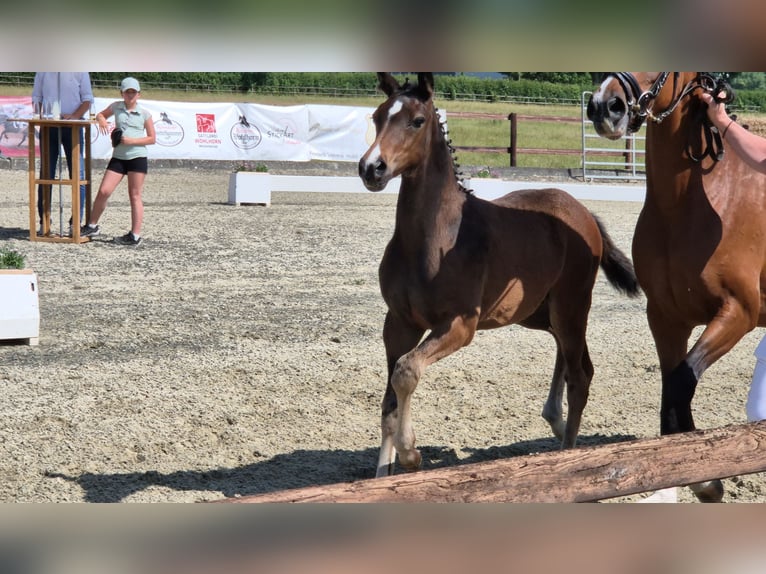Deutsches Reitpony Hengst  Dunkelbrauner in Twistetal