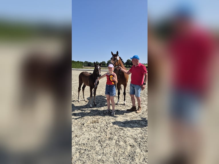 Deutsches Reitpony Hengst  Dunkelbrauner in Twistetal