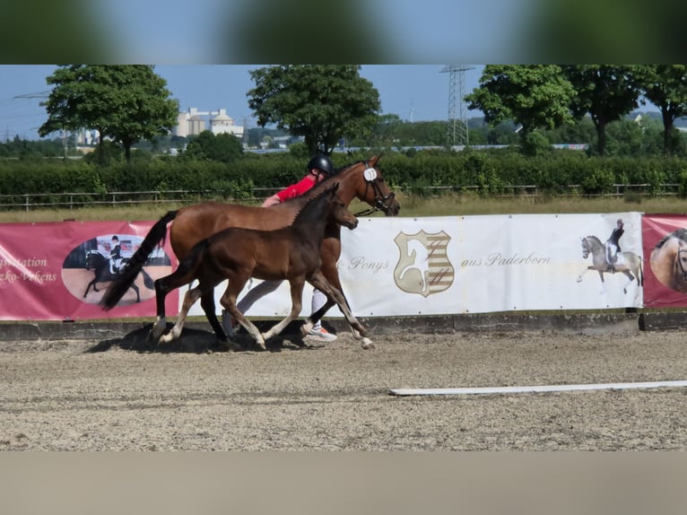 Deutsches Reitpony Hengst  Dunkelbrauner in Twistetal