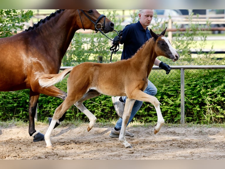 Deutsches Reitpony Hengst Fohlen (04/2026) Dunkelfuchs in Eydelstedt