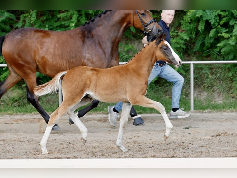 Deutsches Reitpony Hengst Fohlen (04/2026) Dunkelfuchs in Eydelstedt