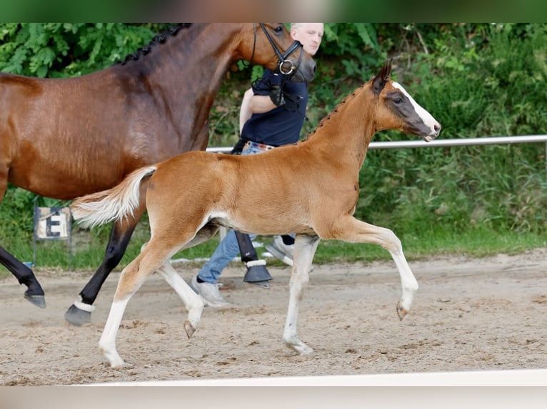 Deutsches Reitpony Hengst Fohlen (04/2026) Dunkelfuchs in Eydelstedt